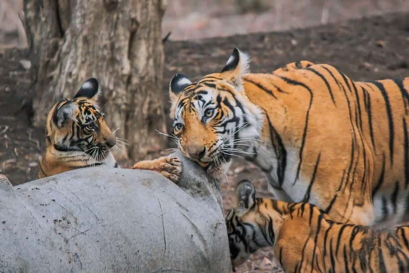 Ranthambore National Park: Safari Ticket with Pickup Option - Inside the Canter: Seats, Viewing, and Your Best Spotting Tactics