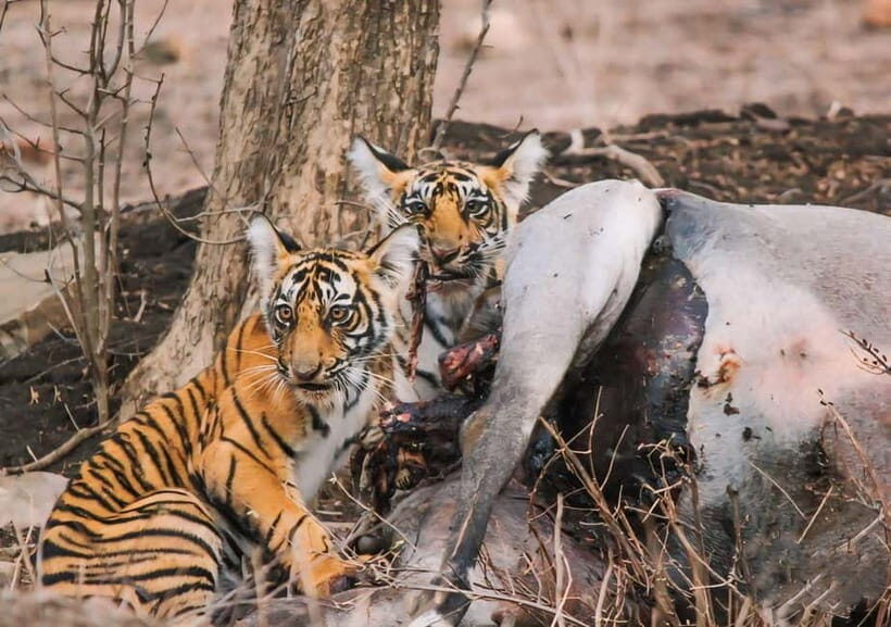 Ranthambore National Park: Safari Ticket with Pickup Option - Ranthambore National Park: Why This Reserve Is Famous for Tigers