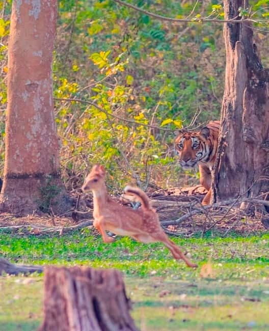 Ranthambore National Park: Safari Ticket with Pickup Option - What You’ll Probably See: The Full Cast Beyond Tigers