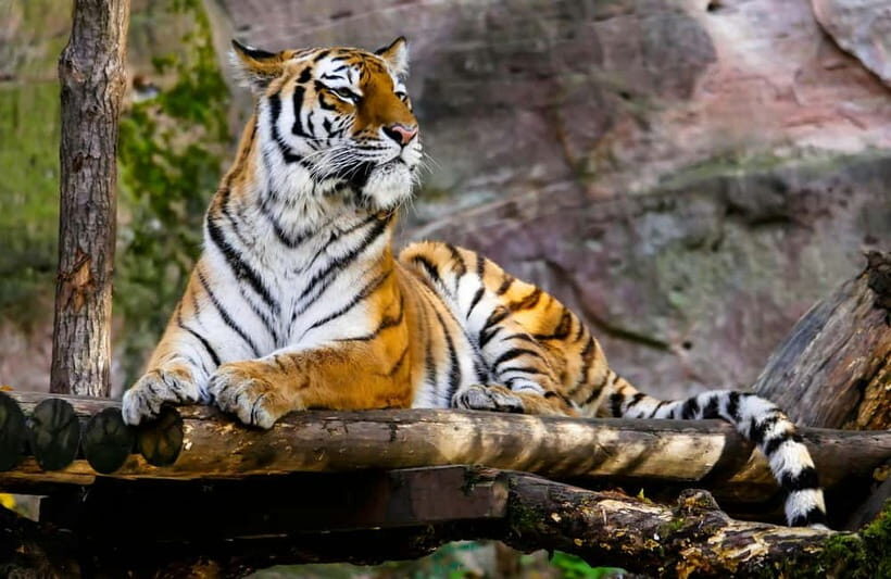 Ranthambore National Park: Safari Ticket with Pickup Option - Timing by Season: When Your Safari Window Makes a Difference