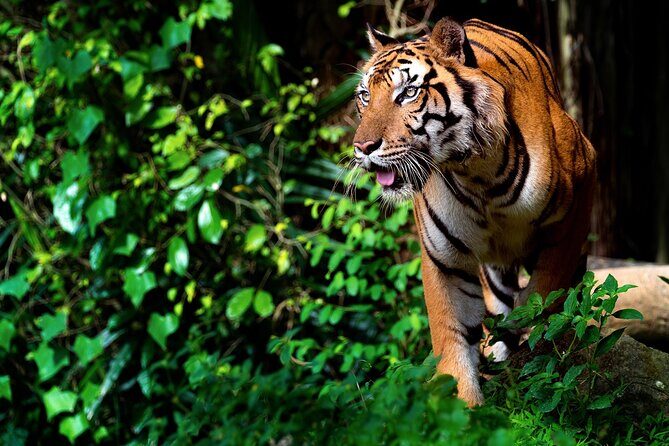 Ranthambore Safari Admission tickets : Choose your Option - Picking your morning or afternoon safari: what changes on the ground