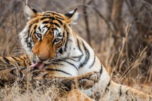 Ranthambore Safari Admission tickets : Choose your Option - What you’re really booking: entry, naturalist guide, and an open safari vehicle