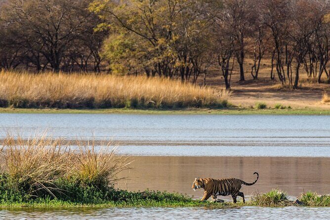 Ranthambore Safari Admission tickets : Choose your Option - Inside Ranthambore National Park: what you can expect to spot