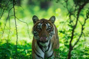 Ranthambore: Sharing Safari In Canter Or Gypsy Vehicle All Incl. - Canter vs Gypsy: The Shared Vehicle Style You’ll Ride