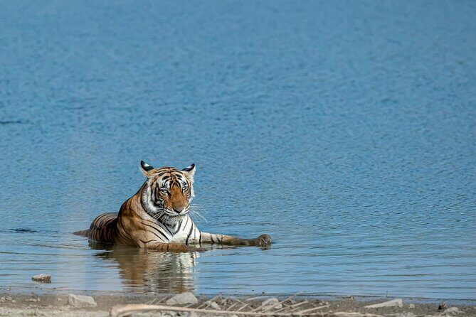 Ranthambore Tiger Safari from Jaipur – 1 or 2 Days - Quick Take: what makes this Ranthambore day-trip work
