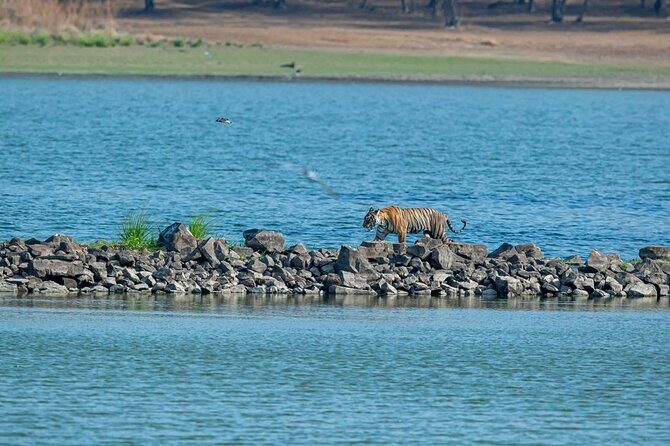 Ranthambore Tiger Safari from Jaipur – 1 or 2 Days - Check-in inside the park: IDs, permits, and why zone choice is out of your hands