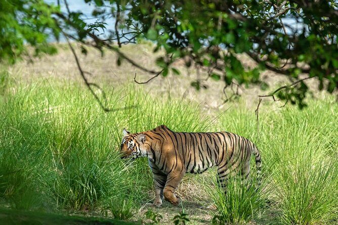 Ranthambore Tiger Safari from Jaipur – 1 or 2 Days - The museum stop near Ranthambore: a small time investment with payoff
