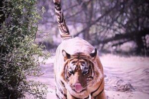 Ranthambore Wildlife Safari with Tickets & Transfer Options - Entering Ranthambore: park fees covered, guide onboard, water in hand